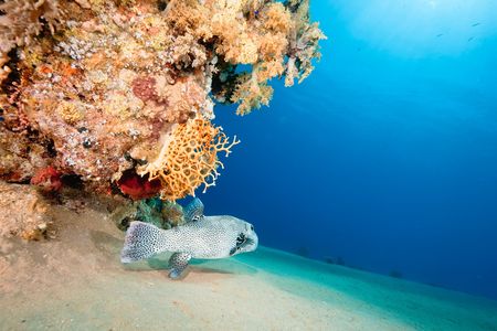 ocean, fish and coral