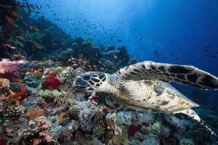 ocean, sun and hawksbill turtle