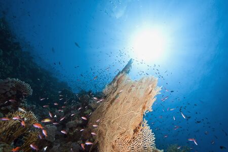 ocean, sun and fish