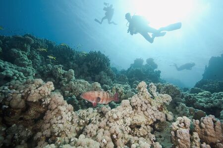 ocean, sun and fish