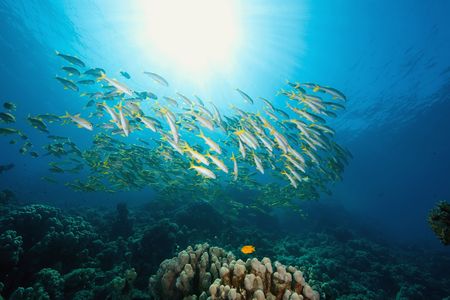 ocean, sun and yellowfin goatfish