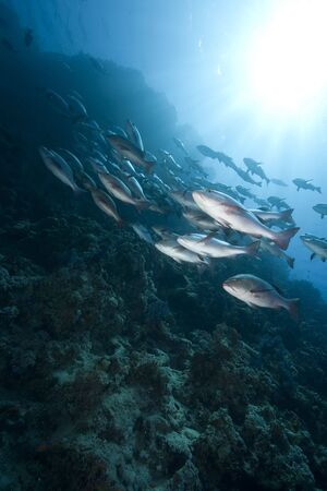 ocean, sun and twinspot snappers 