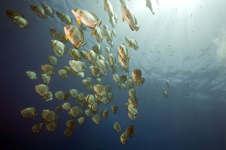 ocean and orbicular spadefishの写真素材