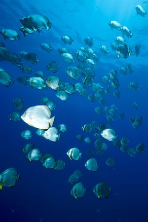 ocean and orbicular spadefish