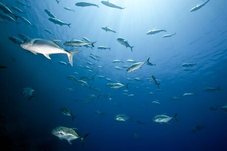 ocean and giant trevallyの写真素材