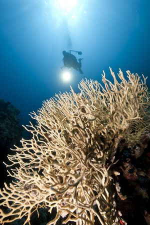 ocean, coral and a diver