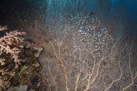 seafan and glassfishの写真素材