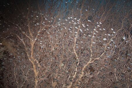 seafan and glassfishの写真素材