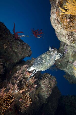 ocean, coral and hawksbill turtleの写真素材