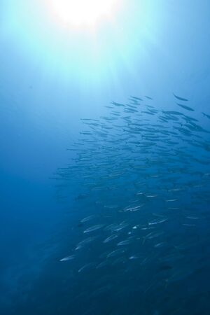 ocean and great barracudaの写真素材