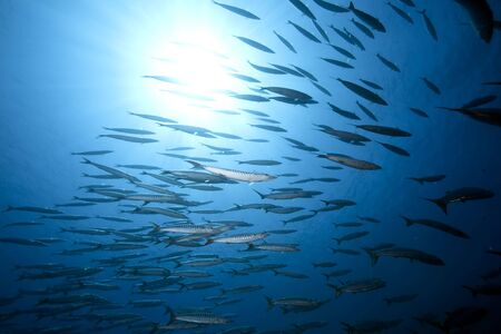 ocean and great barracudaの写真素材