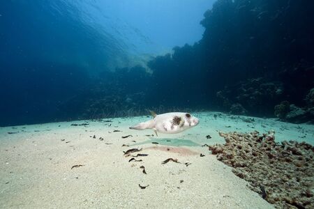 ocean, sun and pufferfishの写真素材
