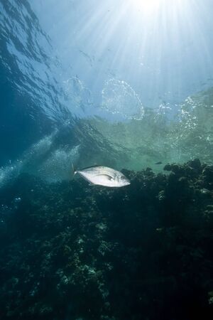 ocean, sun and fishの写真素材