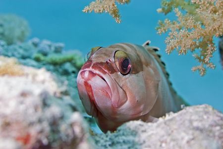 blacktip grouperの写真素材