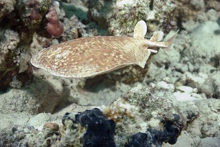 torpedo rayの写真素材