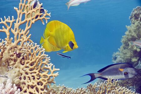 masked butterflyfish