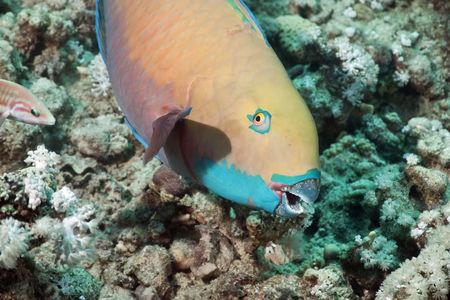 parrotfish