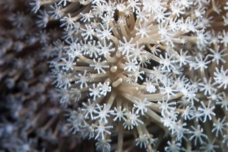 slimy leather coralの写真素材