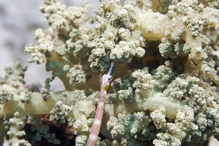 pipefishの写真素材