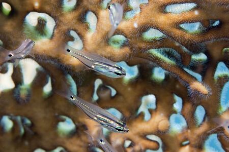 two-lined cardinalfishの写真素材