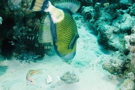 titan triggerfishの写真素材