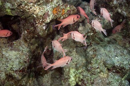 coral and fish