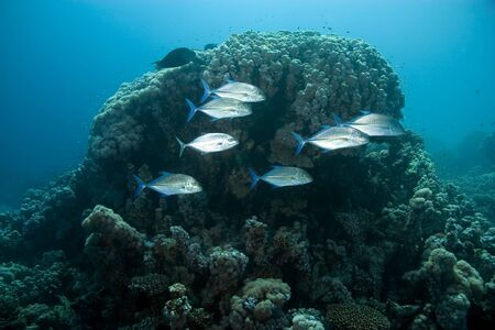 trevally