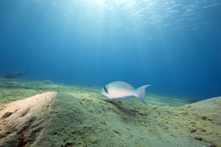 ocean and parrotfishの写真素材