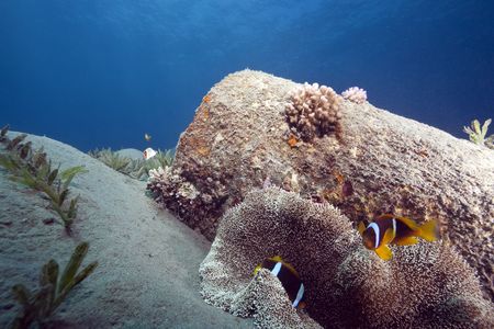 haddon's anemone and anemonefishの写真素材