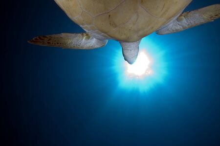 green turtle