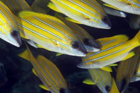 blue-striped snappersの写真素材