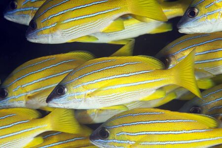 blue-striped snappersの写真素材