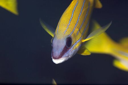 blue-striped snappersの写真素材