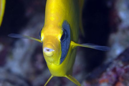 masked butterflyfishの写真素材