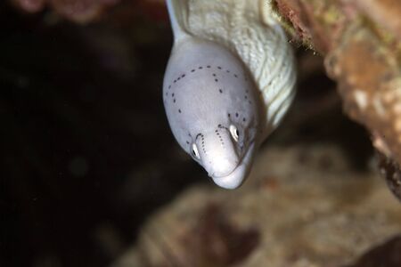 grey morayの写真素材