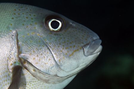 minstrel sweetlipsの写真素材