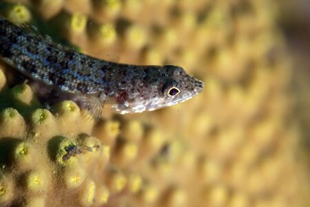 reef lizardfishの写真素材
