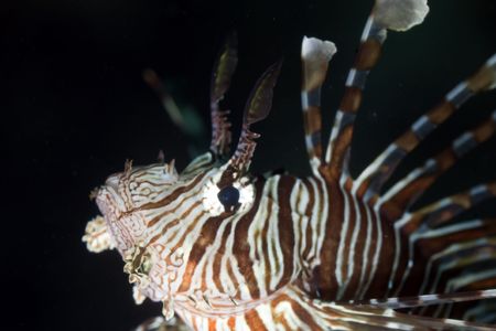 lionfish close-up.