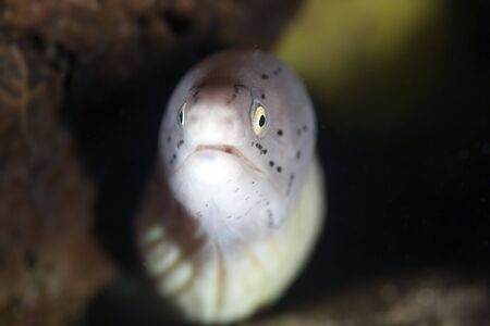 grey morayの写真素材