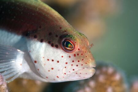 freckled hawkfish close-up.の写真素材