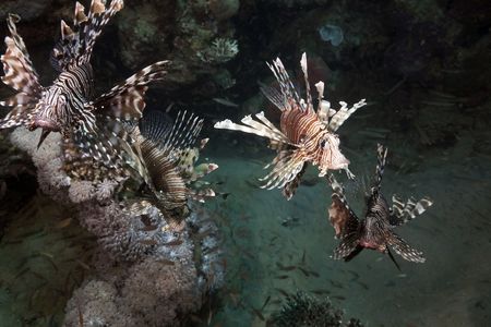 Lionfish hunting!の写真素材
