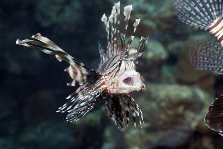Lionfish hunting!
