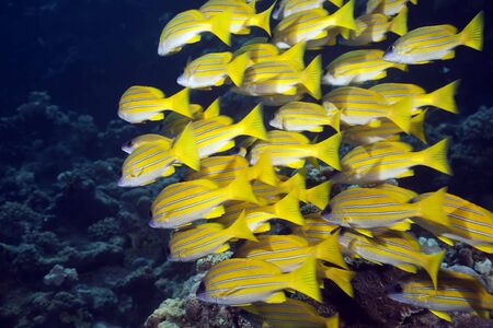 blue-striped snappersの写真素材