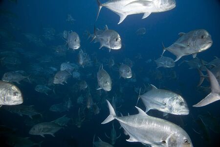 giant trevallyの写真素材