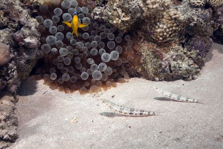 anemone and lizardfishの写真素材