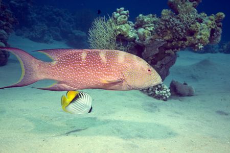 Lyretail grouperの写真素材