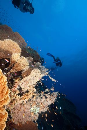seafan and divers の写真素材