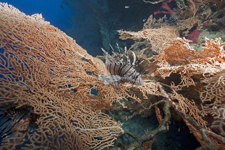 lionfish and seafanの写真素材