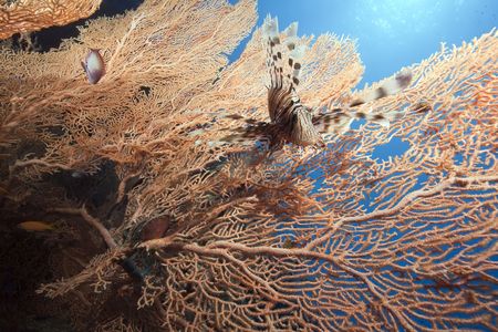 lionfish and seafanの写真素材