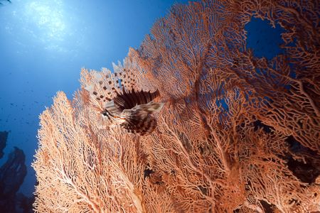 lionfish and seafanの写真素材
